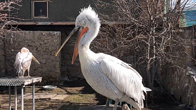 Пеликан Кузя строго соблюдает гигиену
