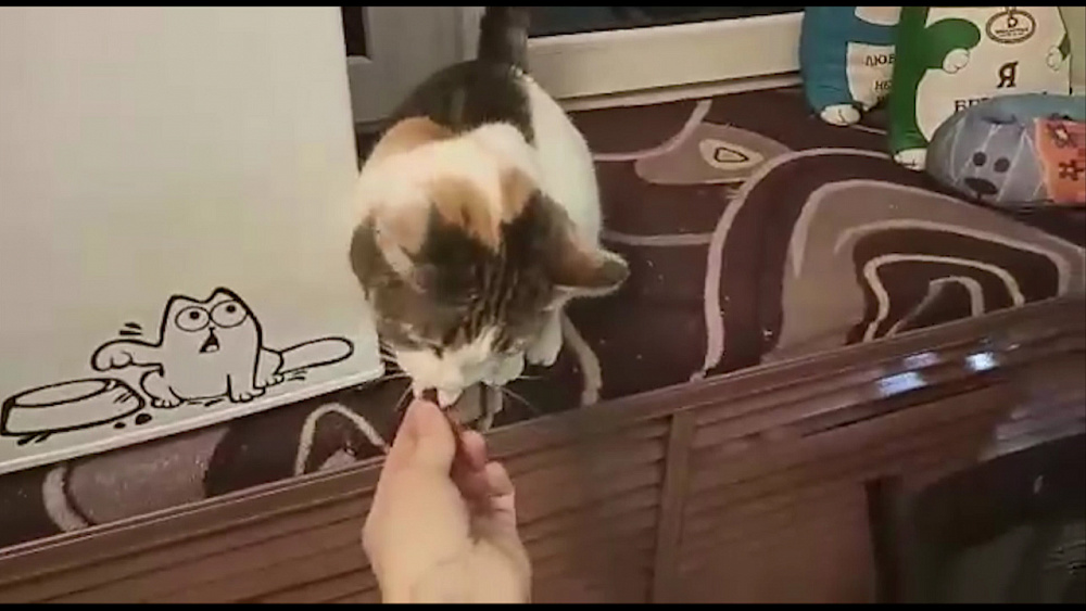 Ветврачи призывают не выбрасывать кошек и собак