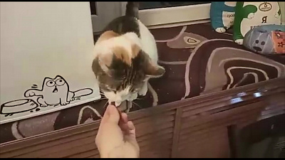 Ветврачи призывают не выбрасывать кошек и собак