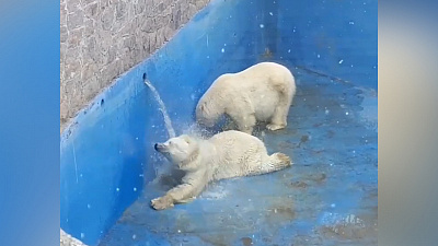 Когда дали воду: белым мишкам наполнили бассейн