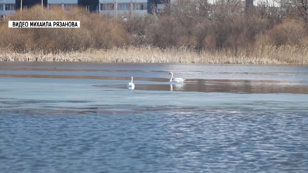 В Миасс вернулись лебеди