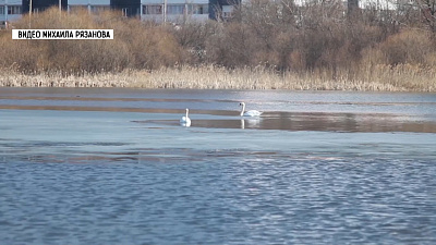 В Миасс вернулись лебеди