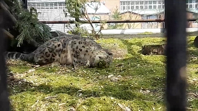 Аромат, достойный снежного барса