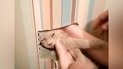 Ради спасения кота пришлось разрезать вентиляционный короб