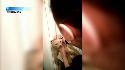 Кота спасли из вентиляционной шахты