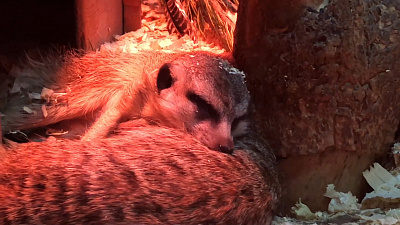 Сладкий сон суриката попал на видео