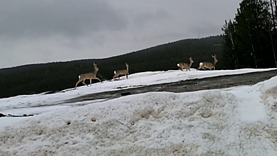 Доверчивые косули обосновались возле Трёхгорного