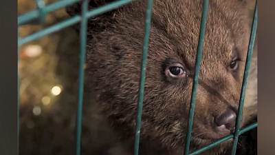 Три пушистых медвежонка в клинике Даллакяна