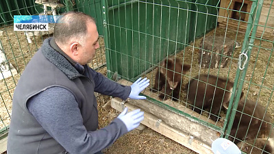 Ветеринар Карен Даллакян приютил трёх медвежат
