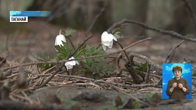 На Таганае зацвели подснежники