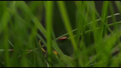 В Миассе начался сезон клещей