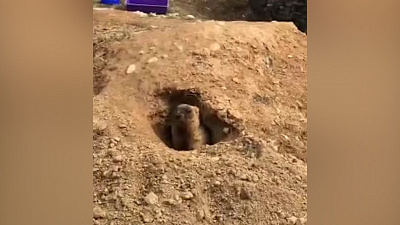 В Челябинском зоопарке просыпаются сурки