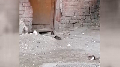 Жительница Миасса жалуется на крыс у дома