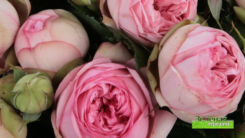 Зеленая передача 16.04.2020