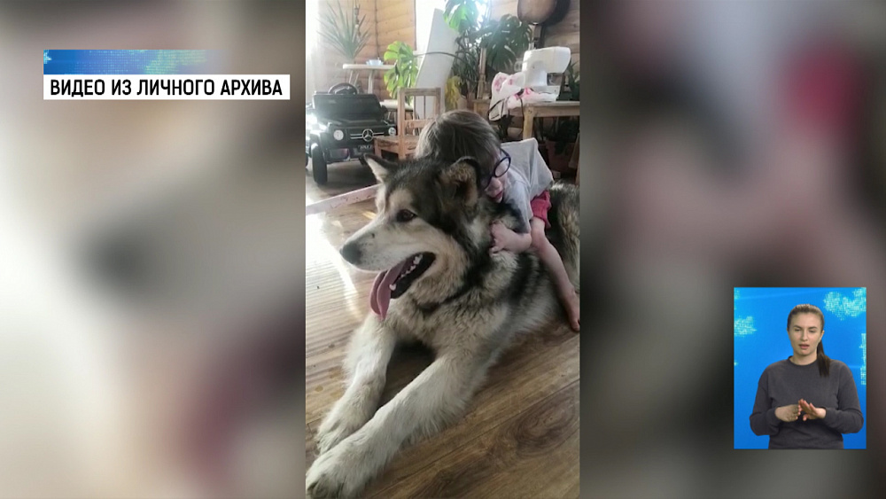 Семья просит вернуть двух собак