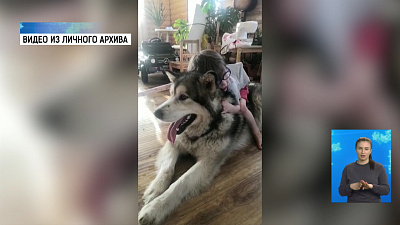 Семья просит вернуть двух собак