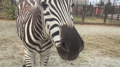 Дружеское дыхание зебры Мартина