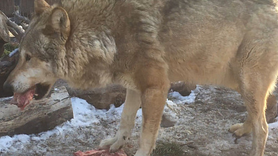Видео из Челябинского зоопарка: волк Люк завтракает говядинкой