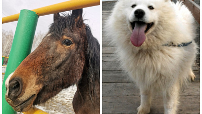 Останутся ли в Челябинске конно-спортивные клубы и хаски-центры после пандемии коронавируса