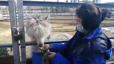 Видео из зоопарка: альпак умеет говорить «спасибо» ушами