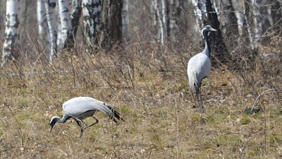 На Южный Урал прилетели журавли