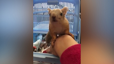 Колыбель для белочки: зоологи сняли на видео спасённого малыша