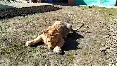 Прогулка львёнка по кличке Симба попала на видео