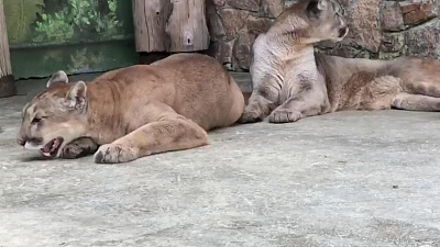 Видео Челябинского зоопарка: пума поёт песни своему самцу