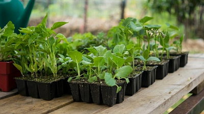 Садоводы Челябинской области просят Алексея Текслера открыть сезонные ярмарки