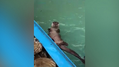 Мокрое видео: выдры в Челябинском зоопарке нырнули в бассейн