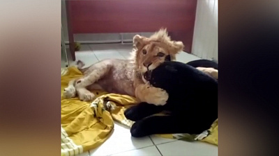 Львёнок Симба: видео с новым другом