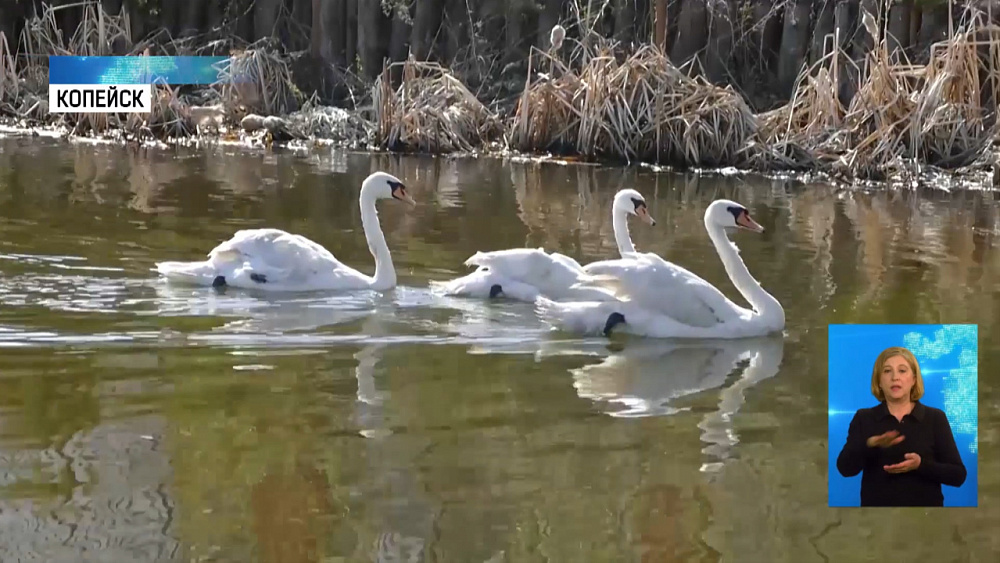 2 пары краснокнижных лебедей выпустили в пруд