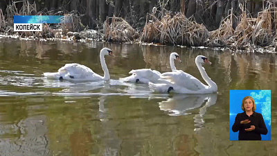2 пары краснокнижных лебедей выпустили в пруд