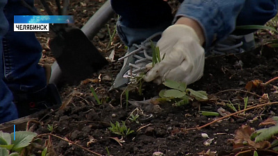 Челябинцы самоизолировались на дачах