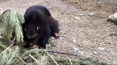 Завтрак росомахи в Челябинском зоопарке запечатлён на видео
