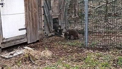 Карен Даллакян снял на видео первые шаги медвежат по Уссурийской тайге