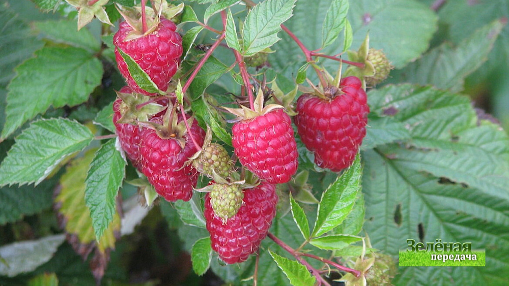 Зеленая передача 07.05.2020