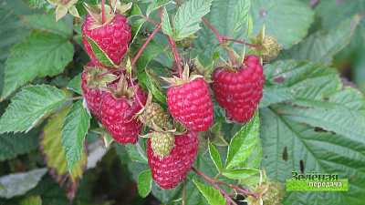 Зеленая передача 07.05.2020