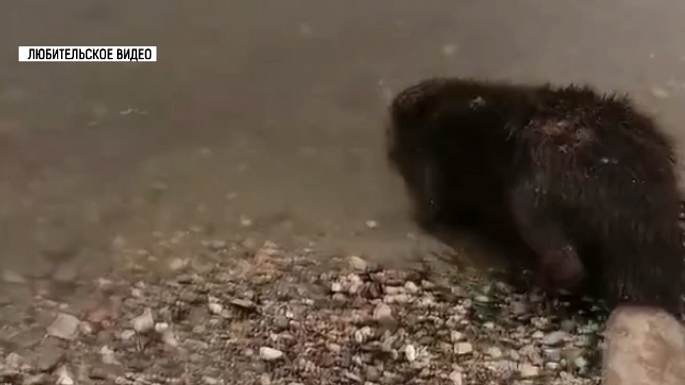 Миасцы спасли бобра