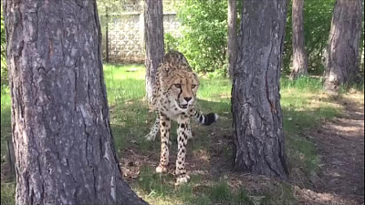 Видео из зоопарка: гепард Афродита соблюдает дистанцию на самоизоляции