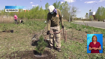 В Челябинске появится первая кедровая роща