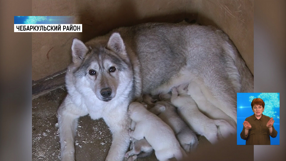 В зоопарки области жители сами доставляют корм