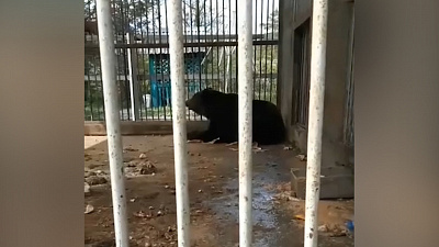 Видео медведя, которого «забыли» хозяева на трассе М-5