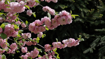 Цветущая вишня в парке Пушкина: весеннее видео от телеканала ОТВ