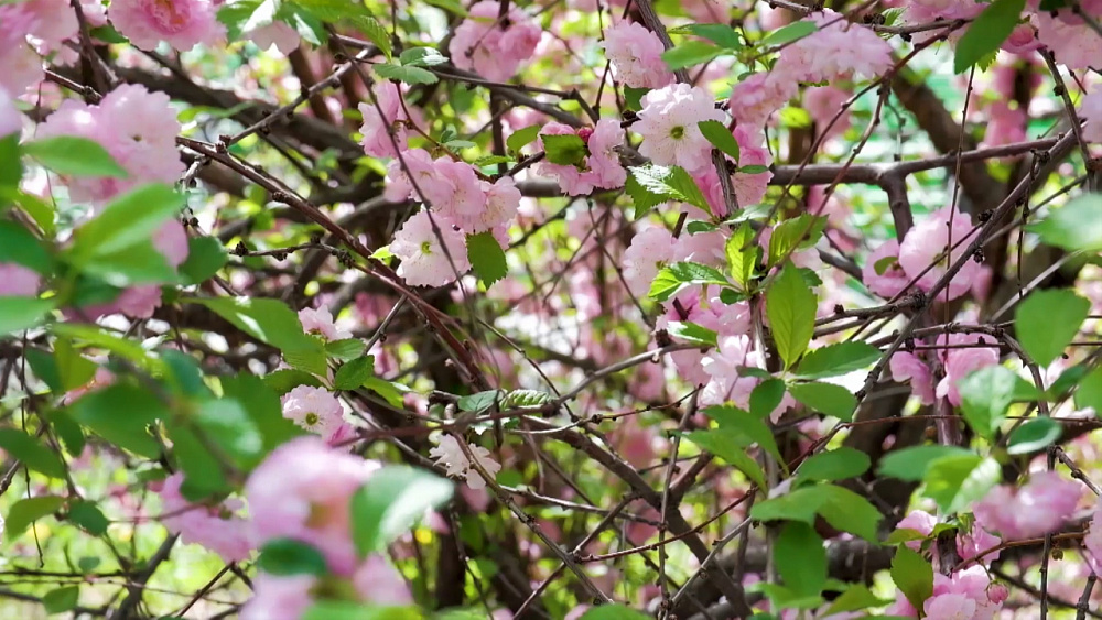 В Челябинске зацвела сакура