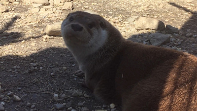 Выдры принимают солнечные ванны: видео из Челябинского зоопарка