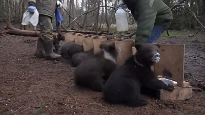 Восемь медвежат за одним обедом: видео из тверского Центра спасения животных 