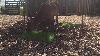 Олень поедает любимый деликатес: видео из Челябинского зоопарка