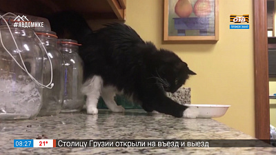 Рубрика «Все хвосты дома» 