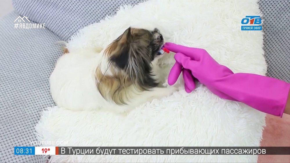 Руки не для скуки. Уход за домашним питомцем